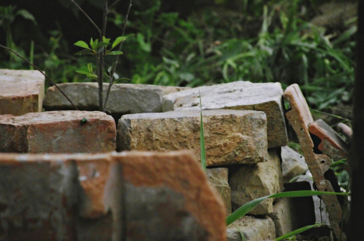 Cactus Rock Garden in Dubai