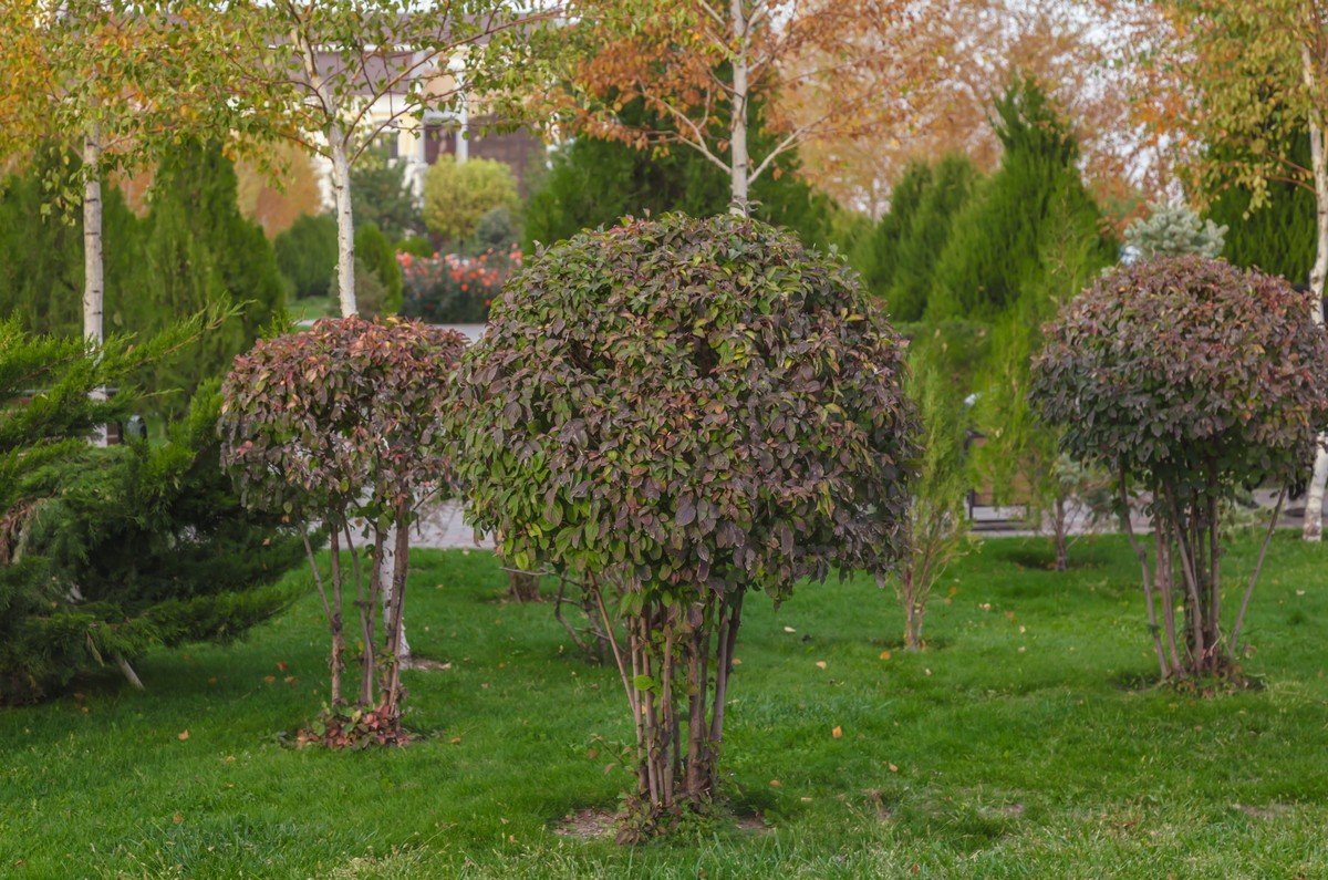 Plants and Trees Installation in Dubai
