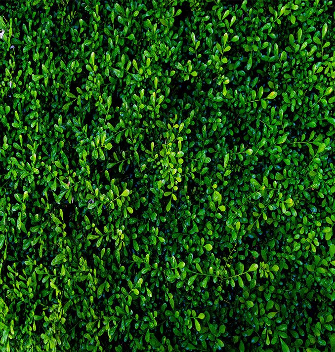 Green wall services Dubai