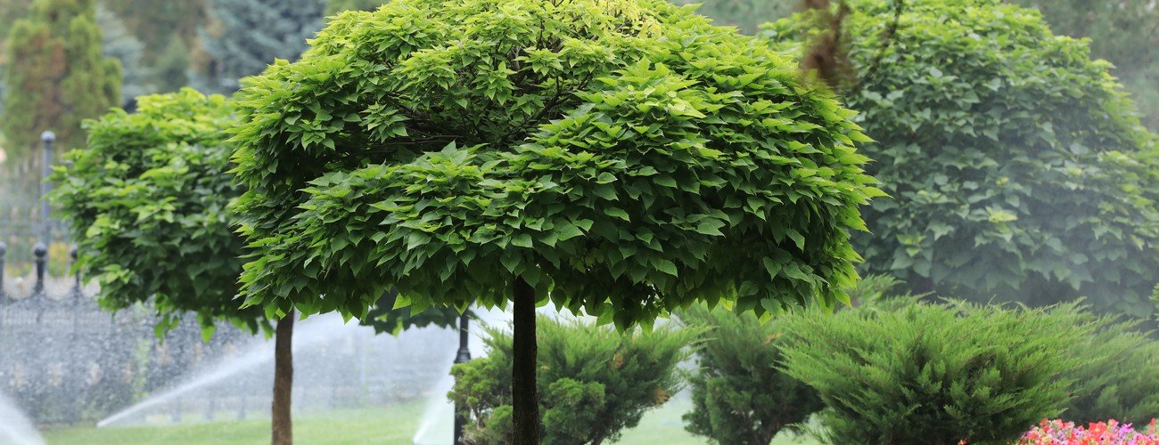 Plant & Tree Installation