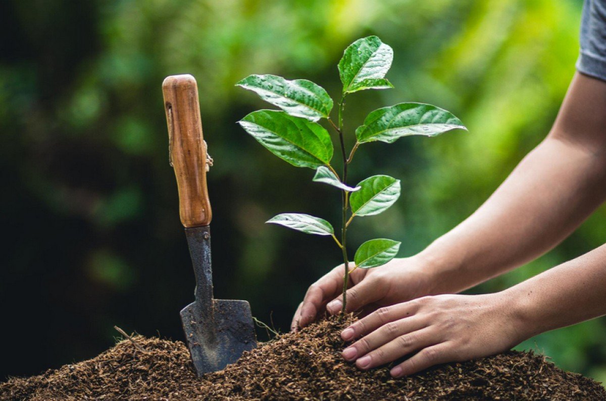 Plant and tree installation