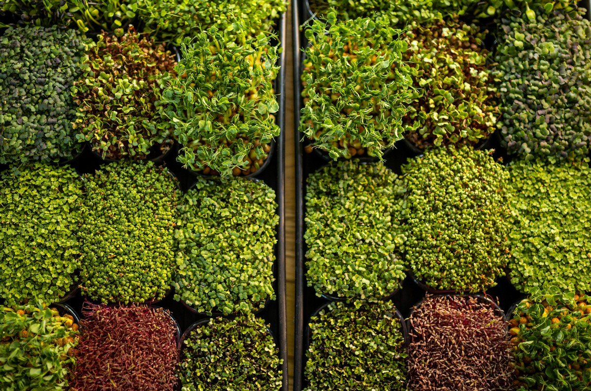 vertical garden dubai