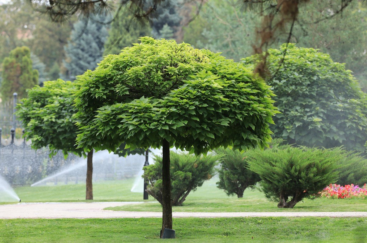 Plant and tree installation Dubai