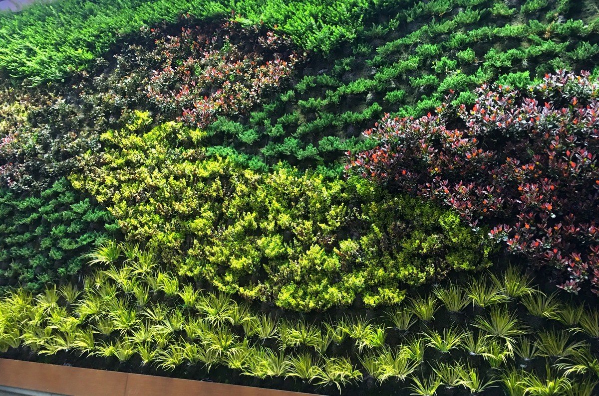 Green wall and vertical garden services
