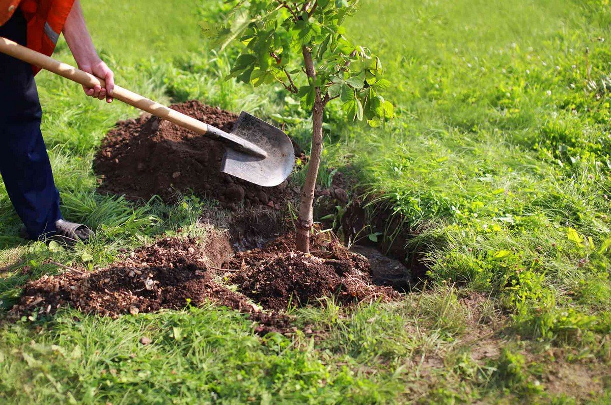 Plant & Tree Installation Services in Dubai