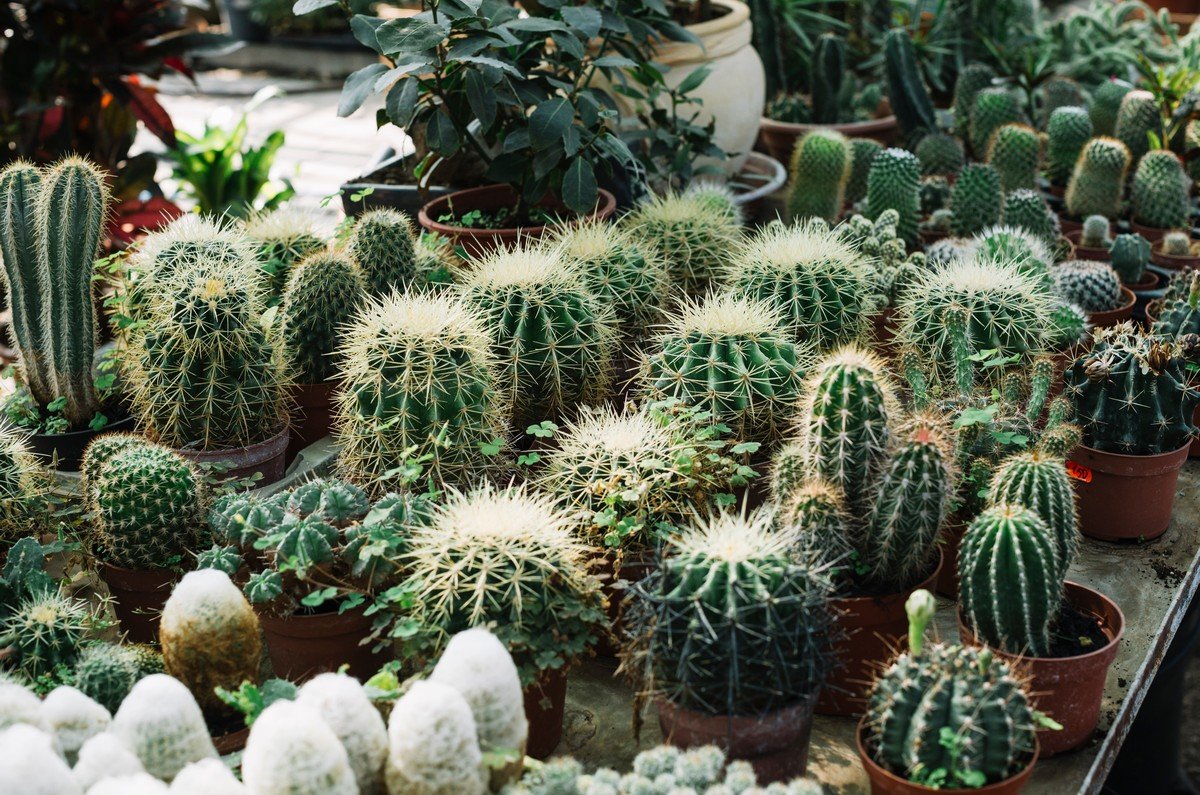 Desert Rock & Cactus Gardens