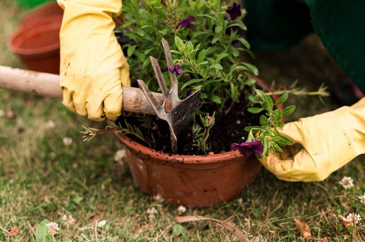 affordable garden care services in dubai