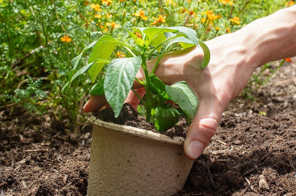 seasonal plant replacement in dubai