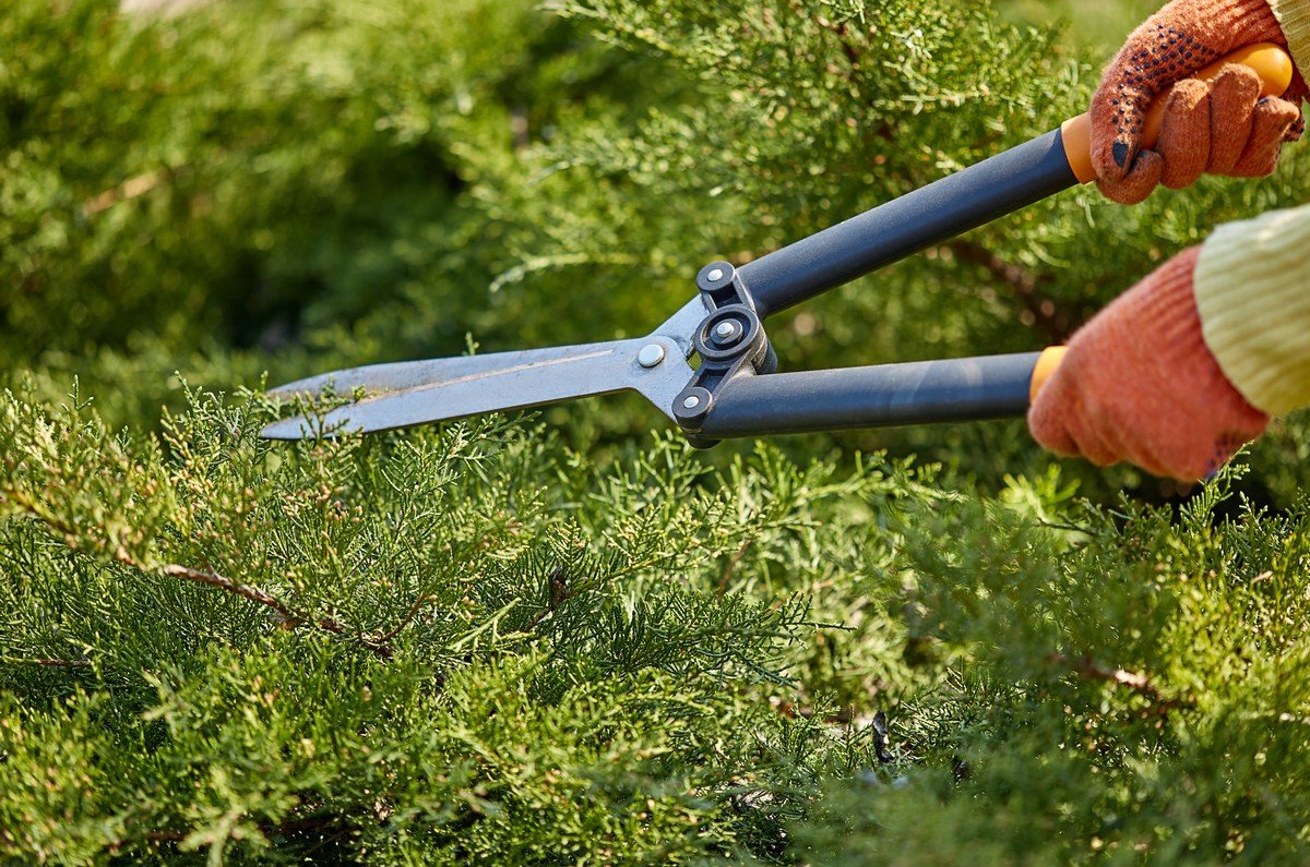 TREE TRIMMING & Cutting SERVICES