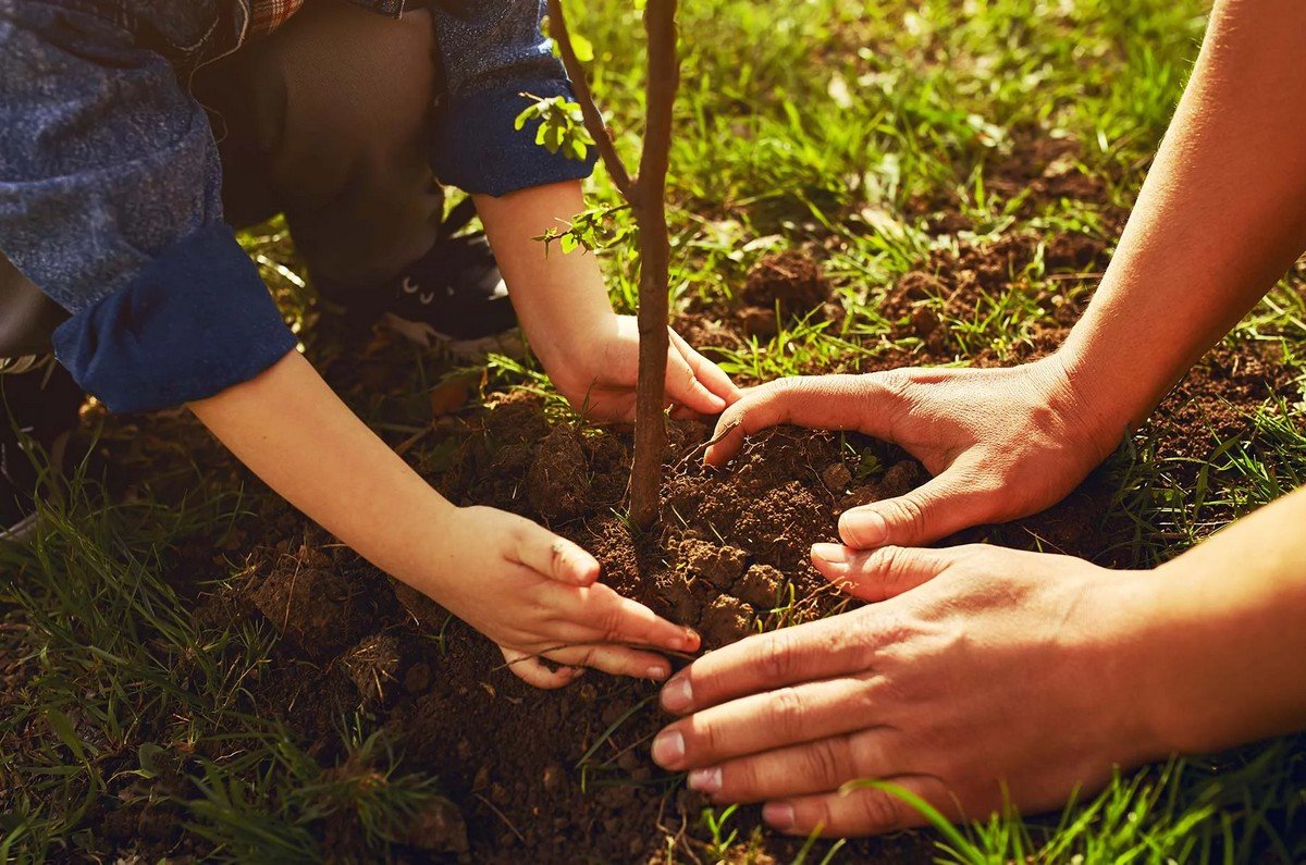 Dubai Plant Replacement Services