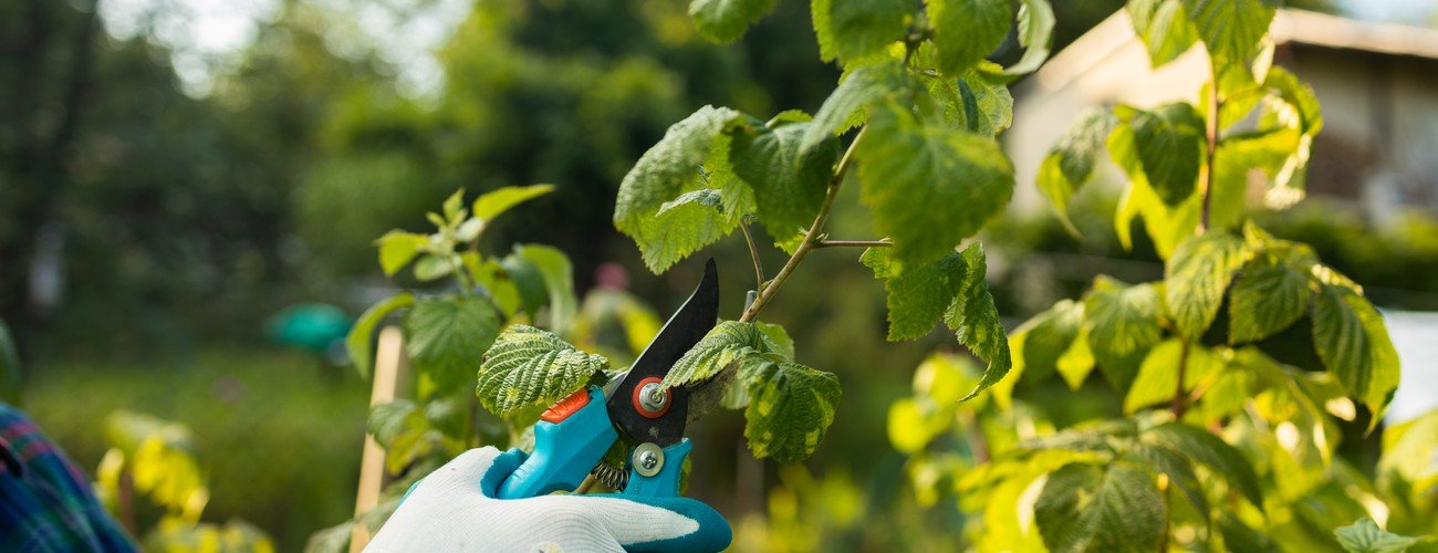 Tree-Trimming-Purning