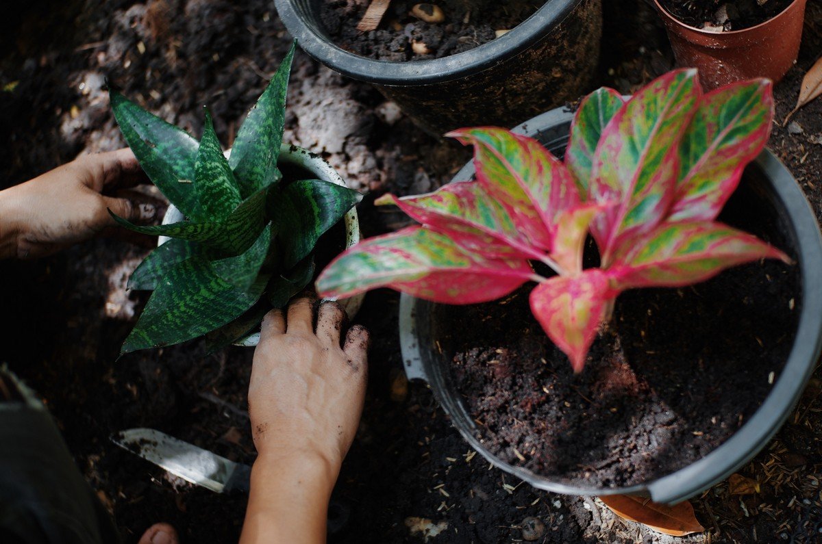 seasonal plant replacement
