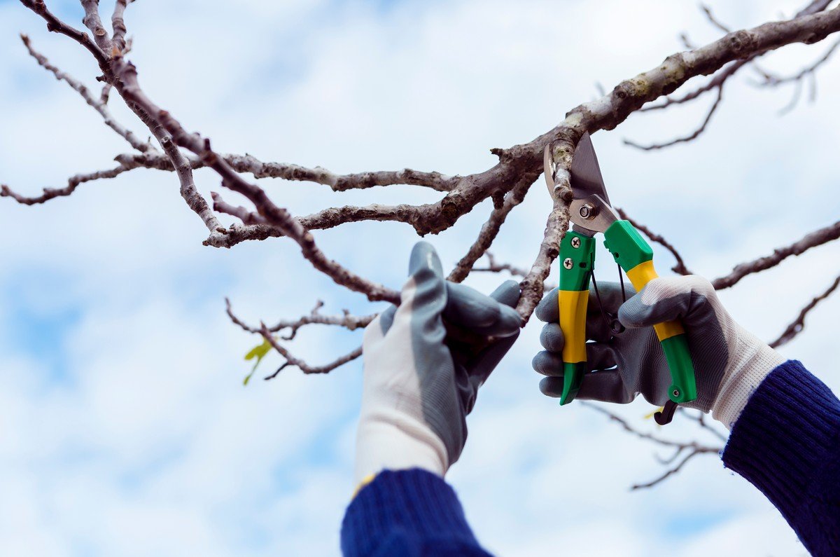Best tree pruning services in dubai