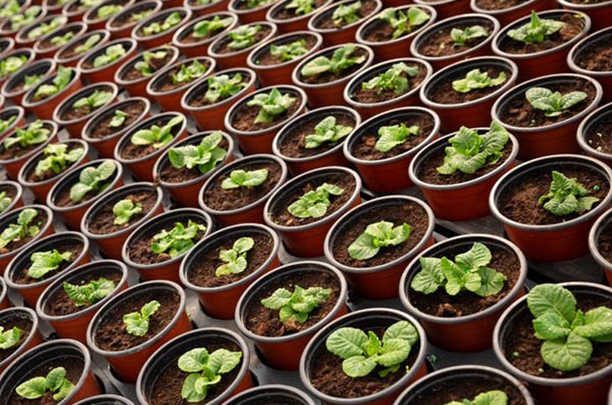 garden renovation services in dubai