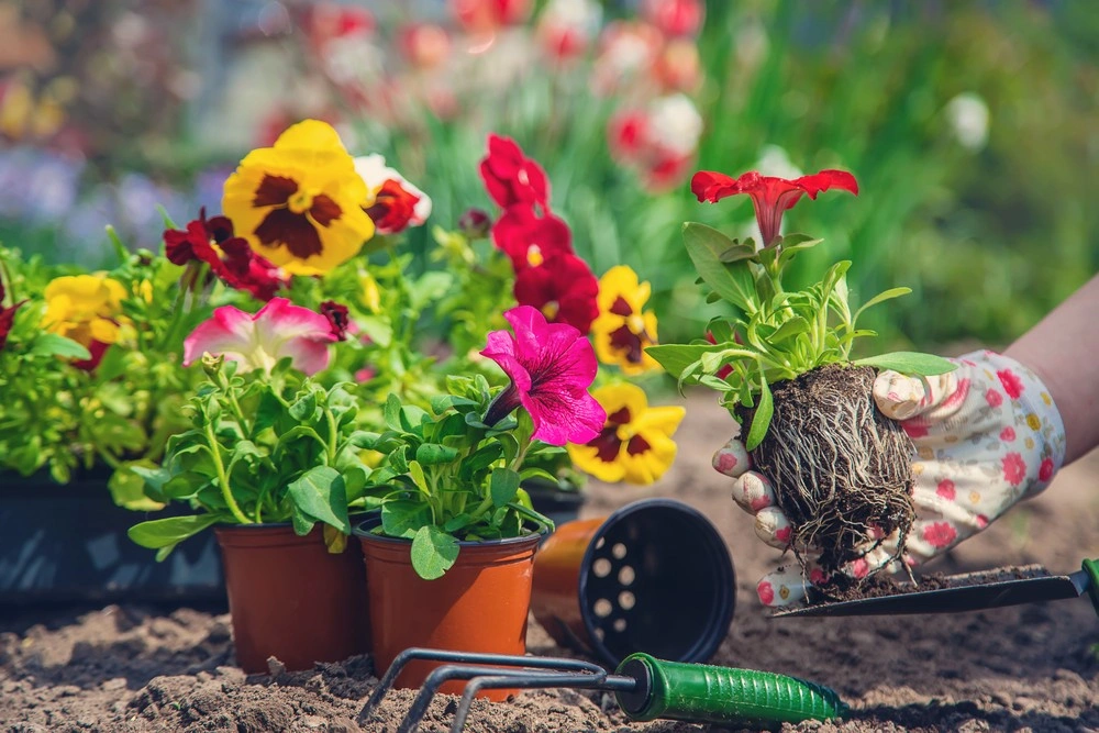 Top Seasonal Plants and Flowers to Keep Your Garden Vibrant Year-Round