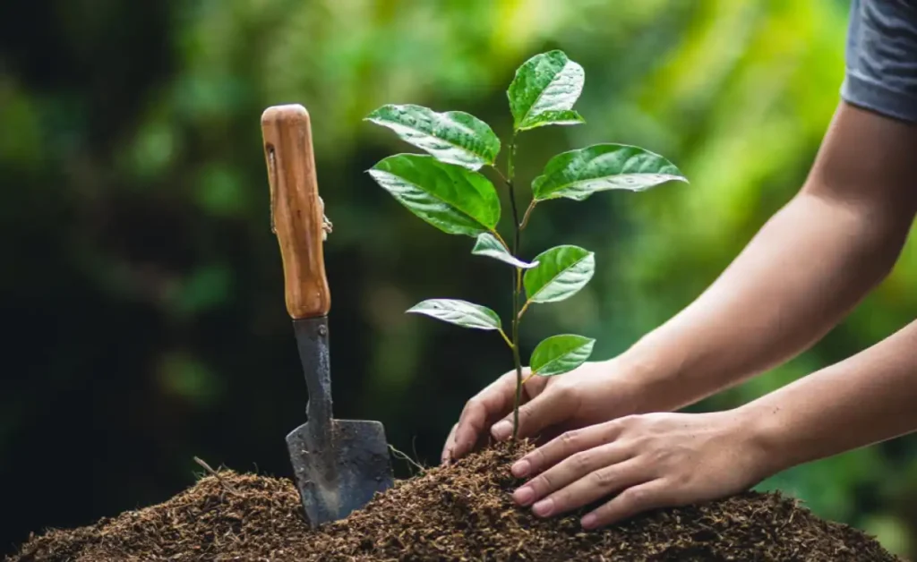 Plant-Trees-01-1403070001-1